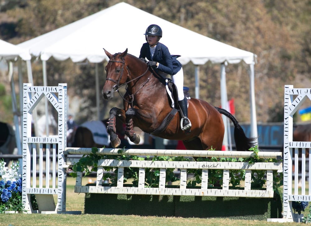 🐎 Dashing through the snow - Greenhawk Equestrian Sport